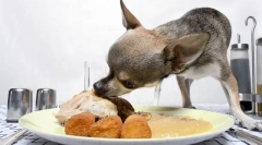 Mi és hogyan kell táplálni a terrier, a diétás kiskutya és a felnőtt kutya